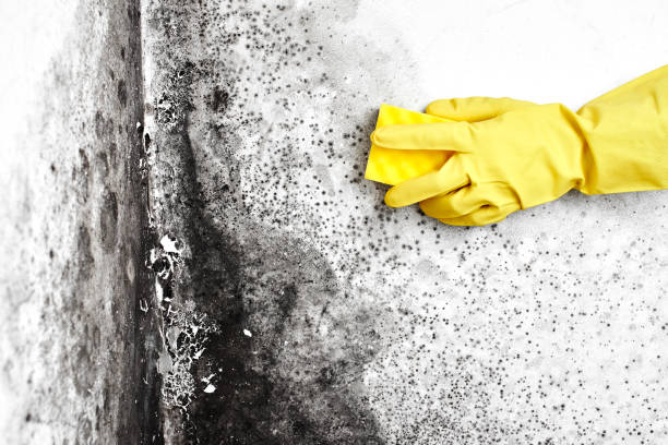 Mold Testing and Removal in Rainbow Park, FL