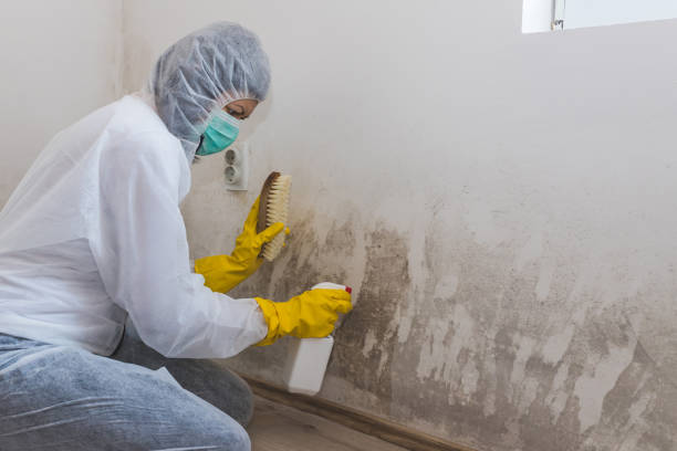 Attic Mold Removal in Rainbow Park, FL