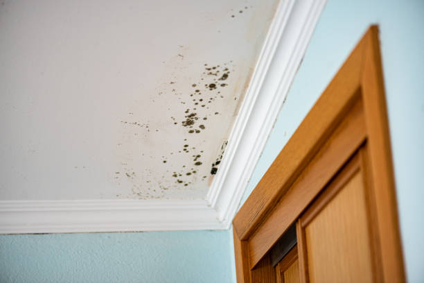 Best Mold Cleaning Services  in Rainbow Park, FL