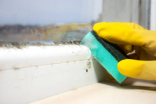 Best Office Mold Removal Services  in Rainbow Park, FL