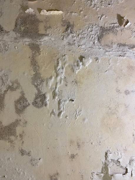 Best Mold Testing  in Rainbow Park, FL
