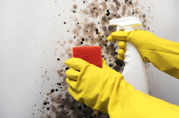 Best Home Mold Removal  in Rainbow Park, FL