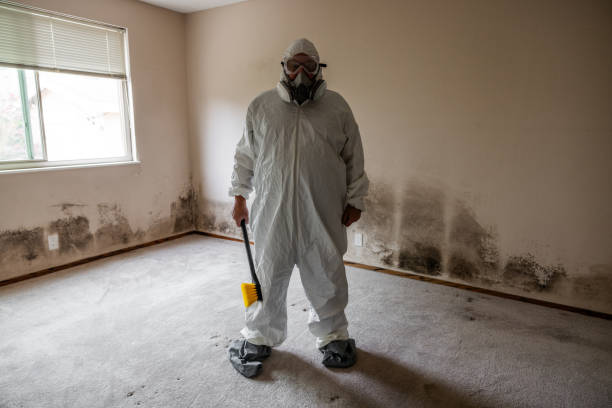 Best Mold Testing and Removal  in Rainbow Park, FL